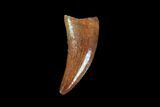 Raptor Tooth - Real Dinosaur Tooth #90021-1